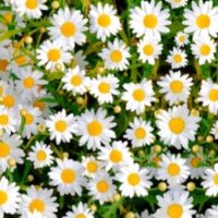 Profile picture of Daisy